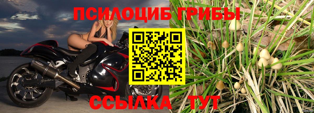 Александров  Псилоцибиновые грибы GOLDEN TEACHER  Вход с VPN 